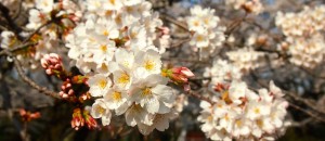 Cherry blossoms in Koganei Park